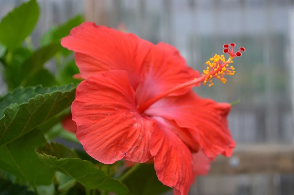 Hibiscus: hoa râm bụt