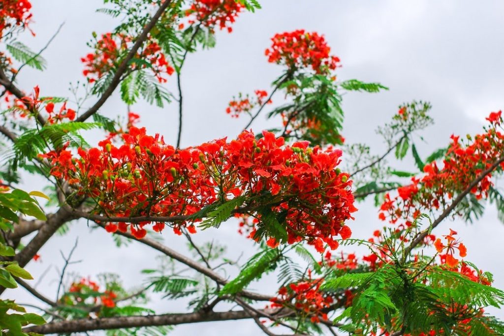 Phoenix-flower: hoa phượng