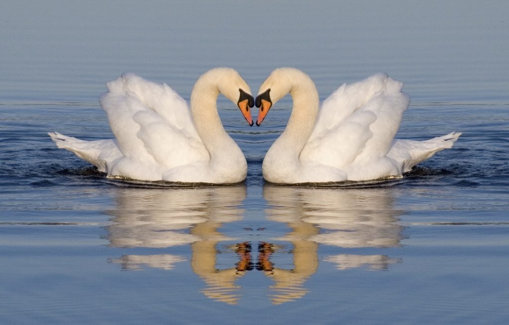 Swan: thiên nga