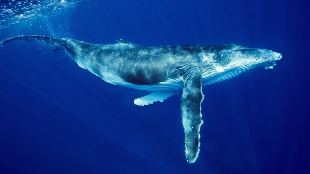 Whale: cá voi