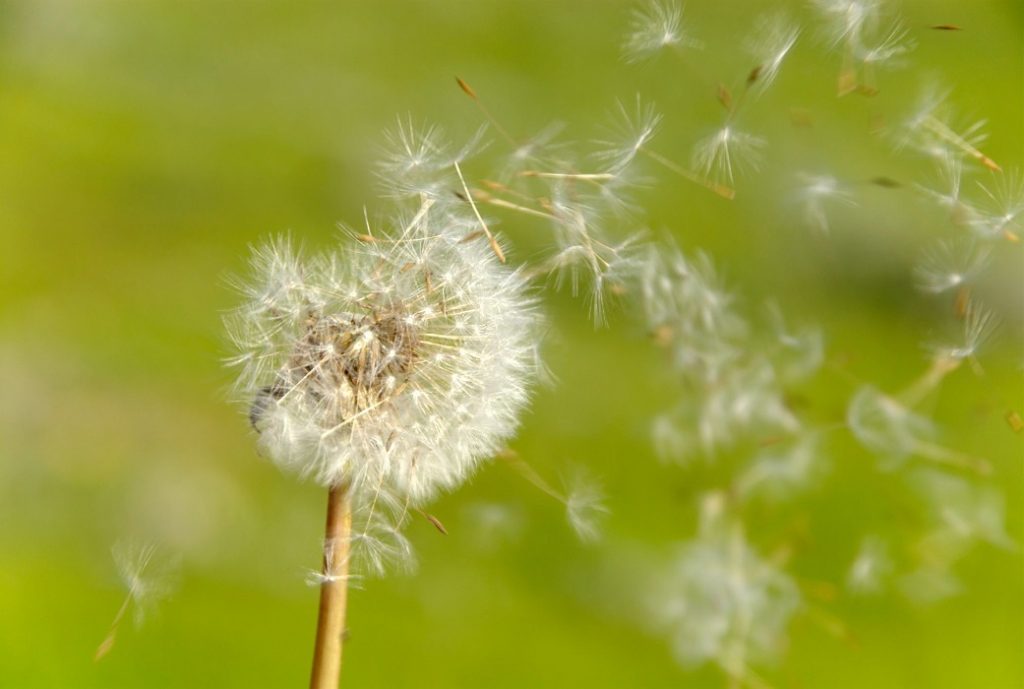 dandelion: hoa bồ công anh