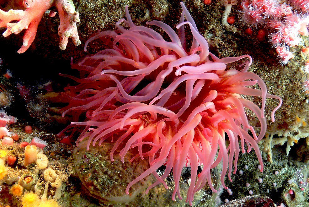 sea anemone: hải quỳ